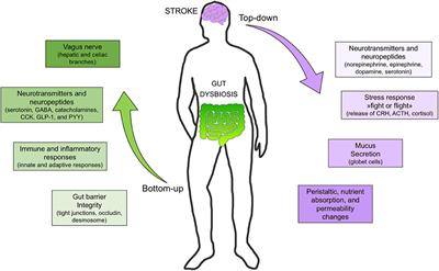 Gut Microbiota in Acute Ischemic Stroke: From Pathophysiology to Therapeutic Implications